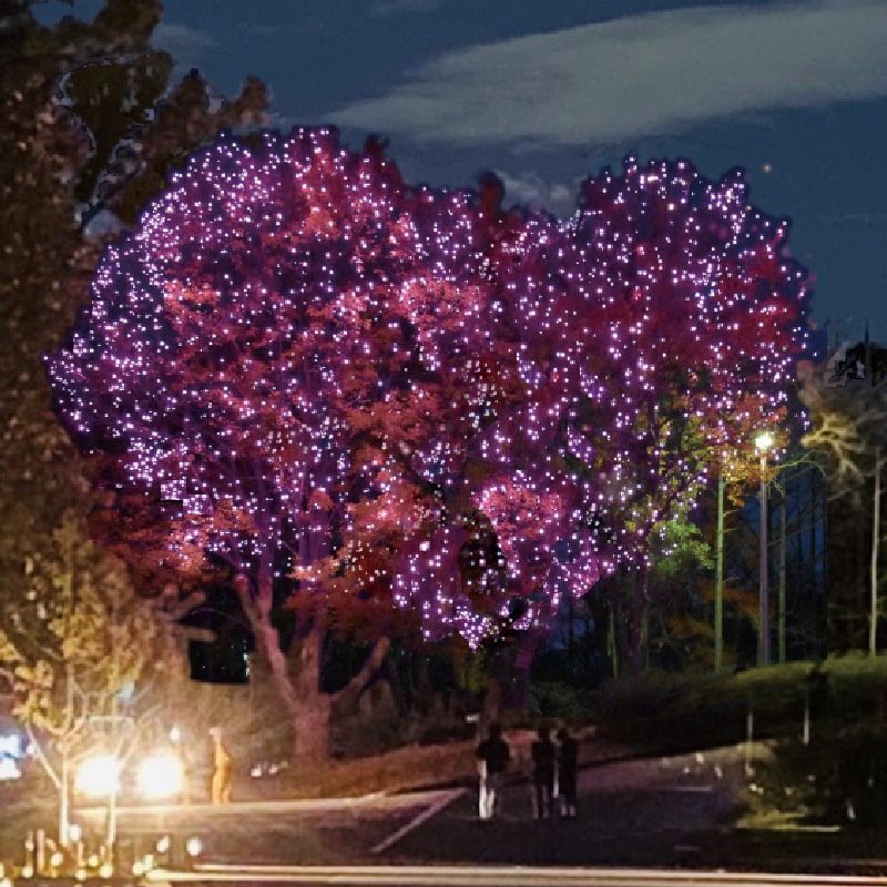 花の道イルミネーション 画像