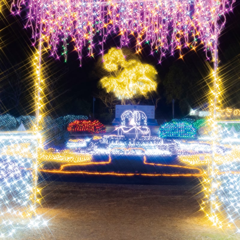 みさきの光宴2025 画像