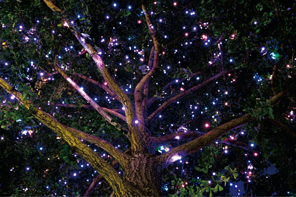 プログラム 画像